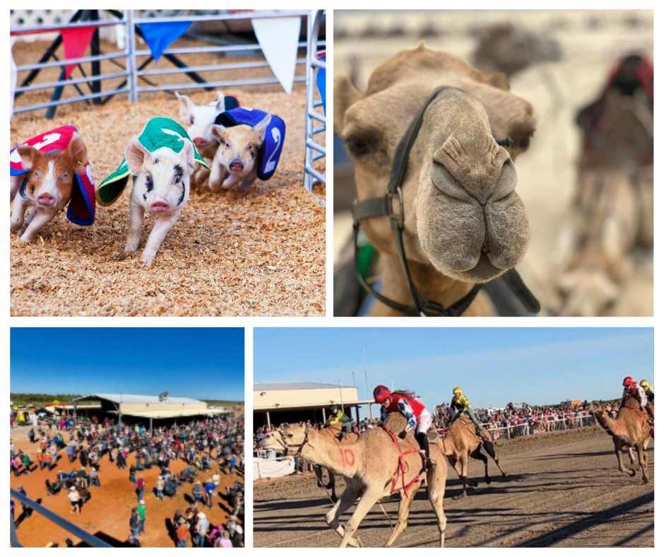 Bedourie camel races
