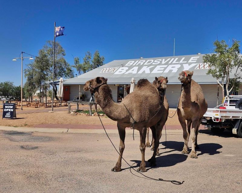 Birdsville bakery camels