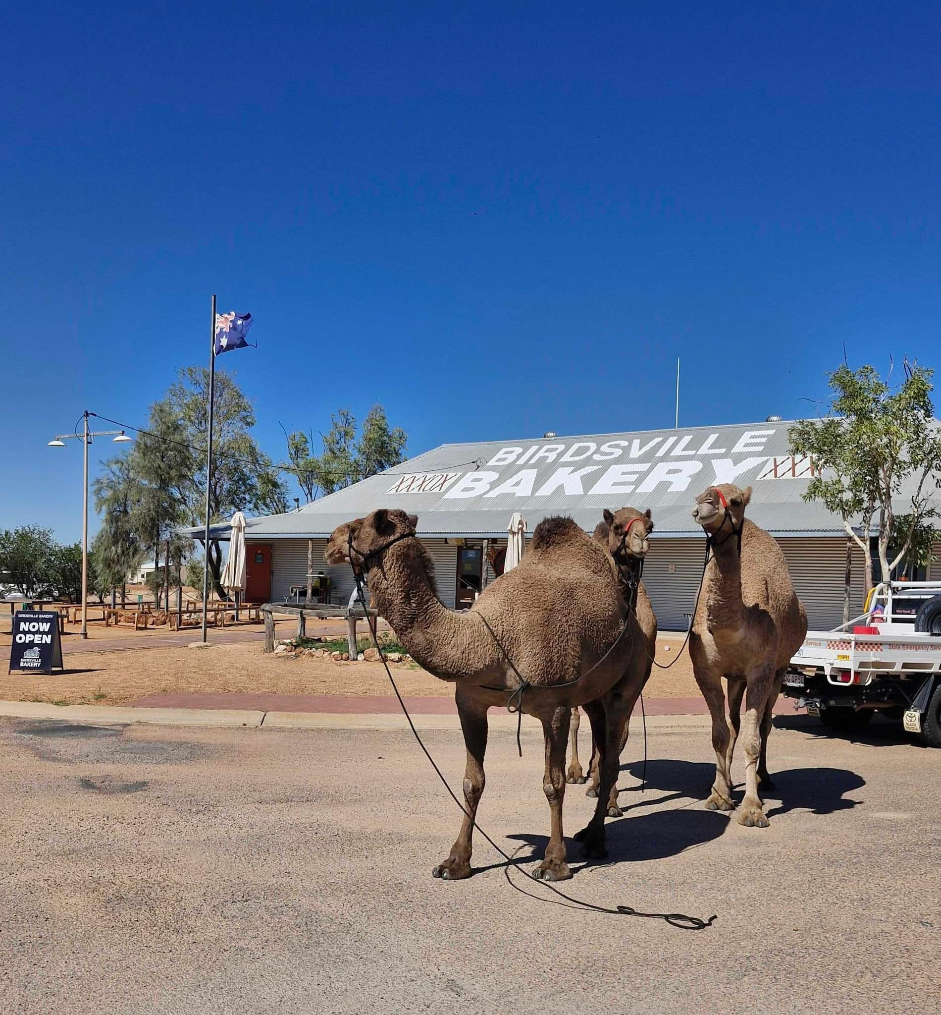 Birdsville Bakery - camel visitors