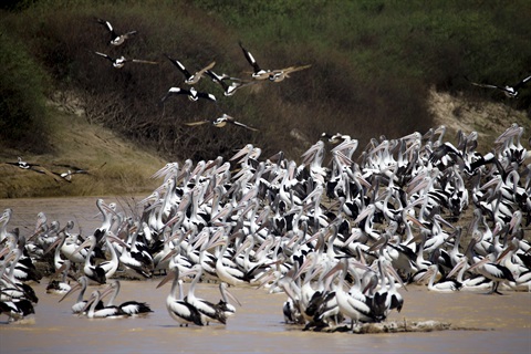 Wildlife - Pelicans - Old Crossing April 2024 - Sam Watkins