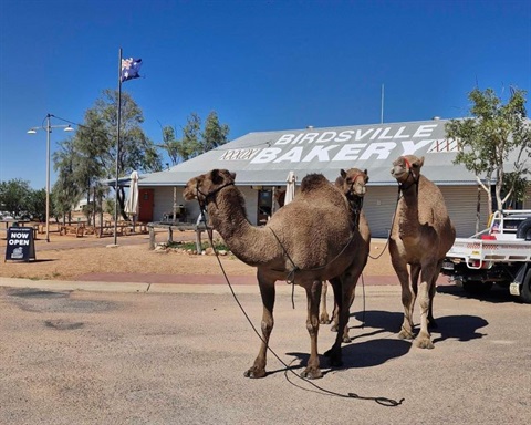 Birdsville_bakery___camels.jpg
