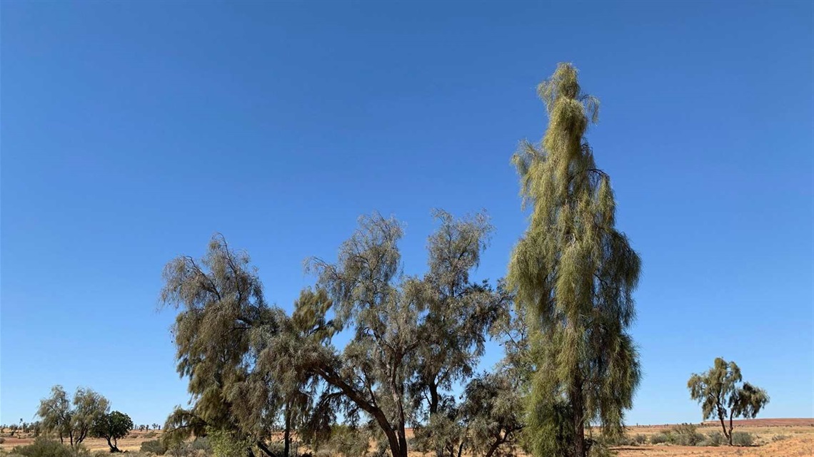 Waddi Trees